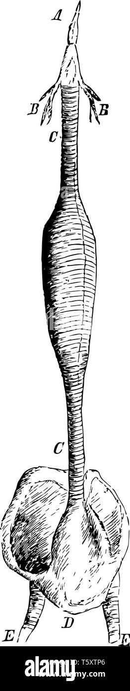 Dieses Diagramm stellt die Luftröhre eines männlichen Red Breasted Merganser, vintage Strichzeichnung oder Gravur Abbildung. Stock Vektor