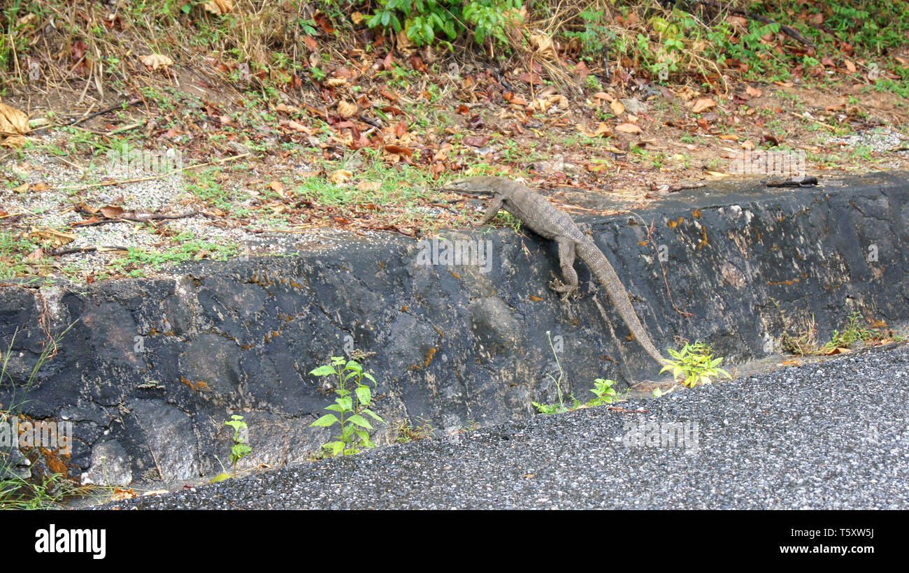 KEDAH, Langkawi, Malaysia - Apr 11th, 2015: Nahaufnahme von waran - Varanus auf der Straße Stockfoto