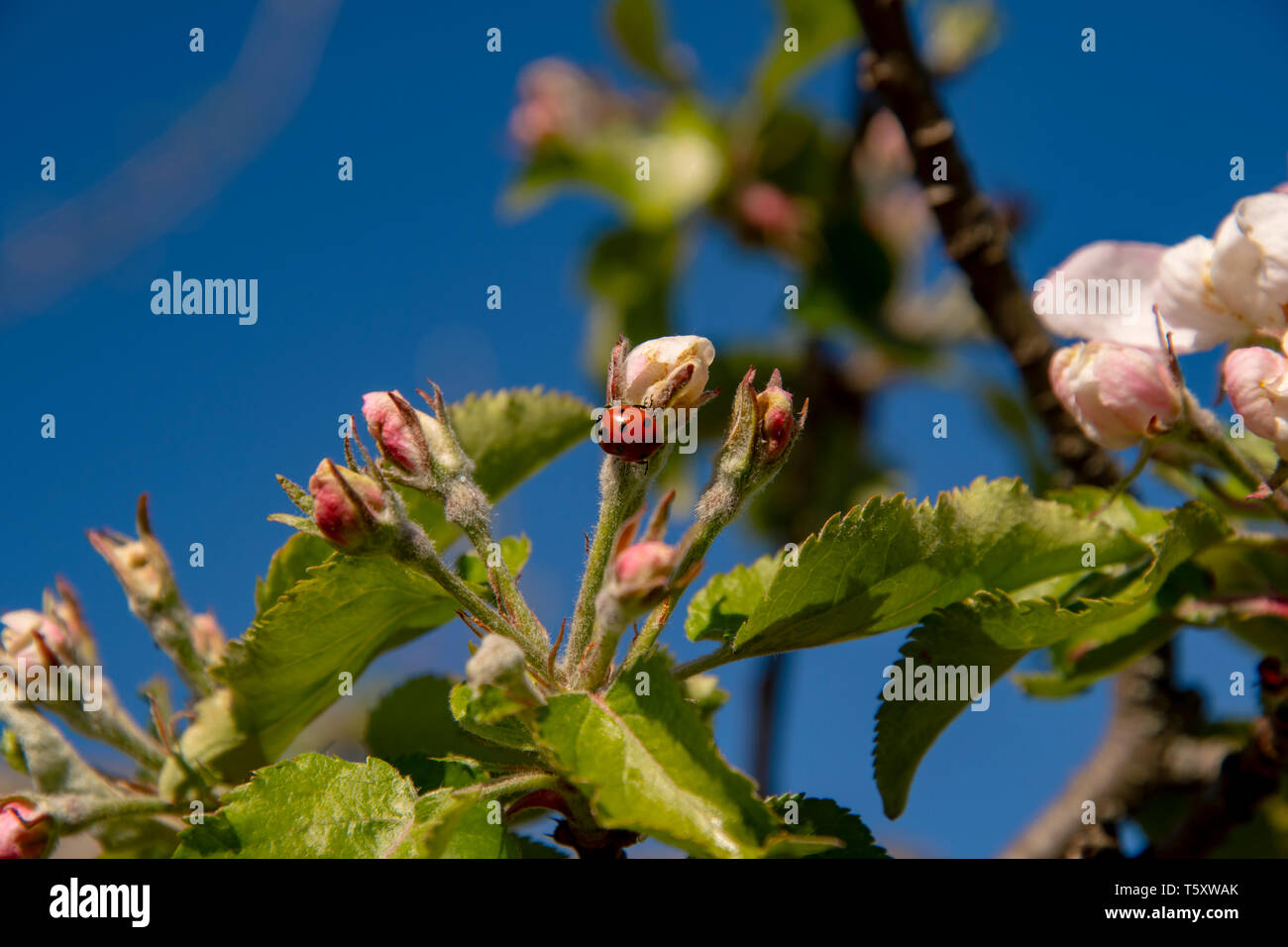 Marienkäfer mit Punkten im Frühjahr auf einem Apple Blossom vor einem blauen Himmel Stockfoto