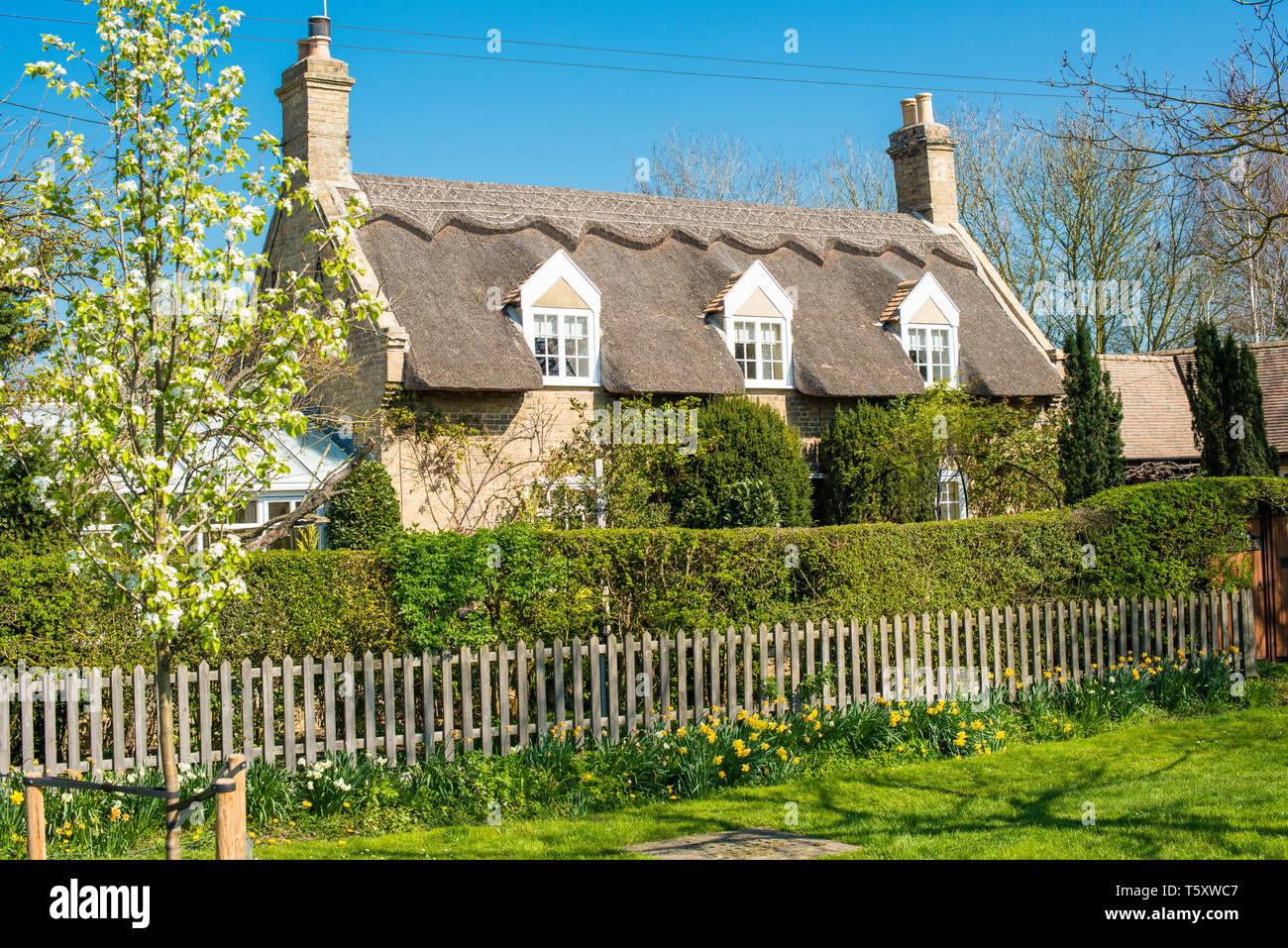 Charaktervolles Reetdachhaus im Wicken Dorf in der Nähe von Wicken Fen, Cambridgeshire, England, UK. Stockfoto