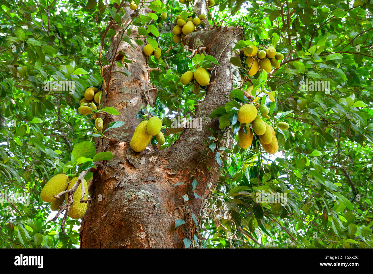 Jackfruit Baum mit großen reifen Früchte in Indien Stockfoto