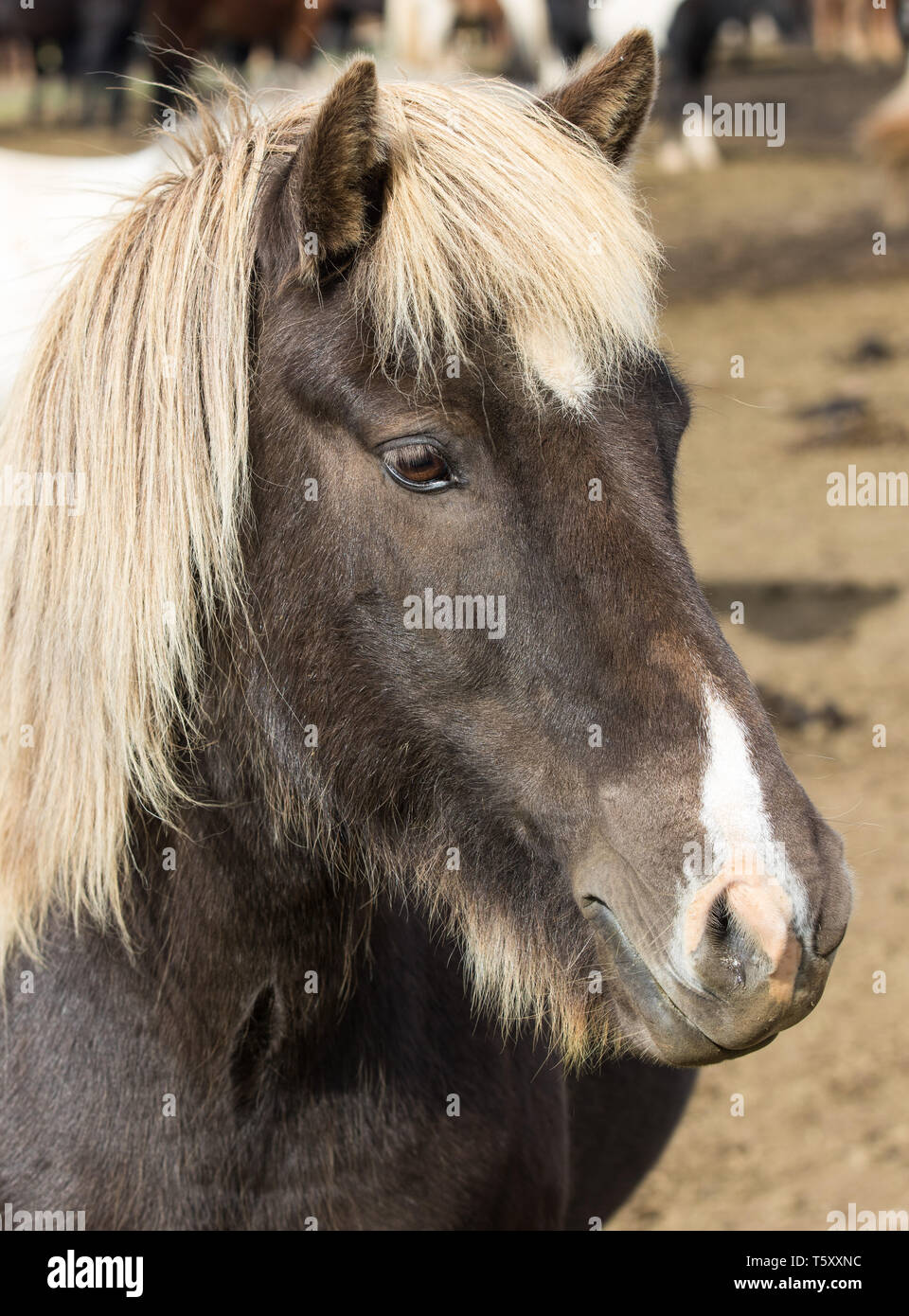 Lustige Islandpferd Lächeln und Lachen mit großen Zähnen. Selektiver Fokus auf die Zähne und die Nase Stockfoto