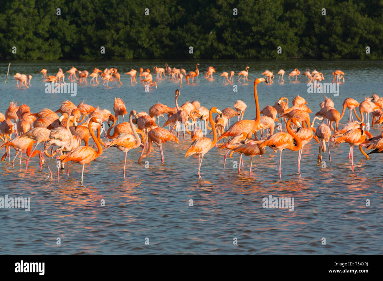 Amerikanische Flamingos (Phoenicopterus Ruber), Celestun Biosphärenreservat, Celestun, Yucatan, Mexiko Stockfoto