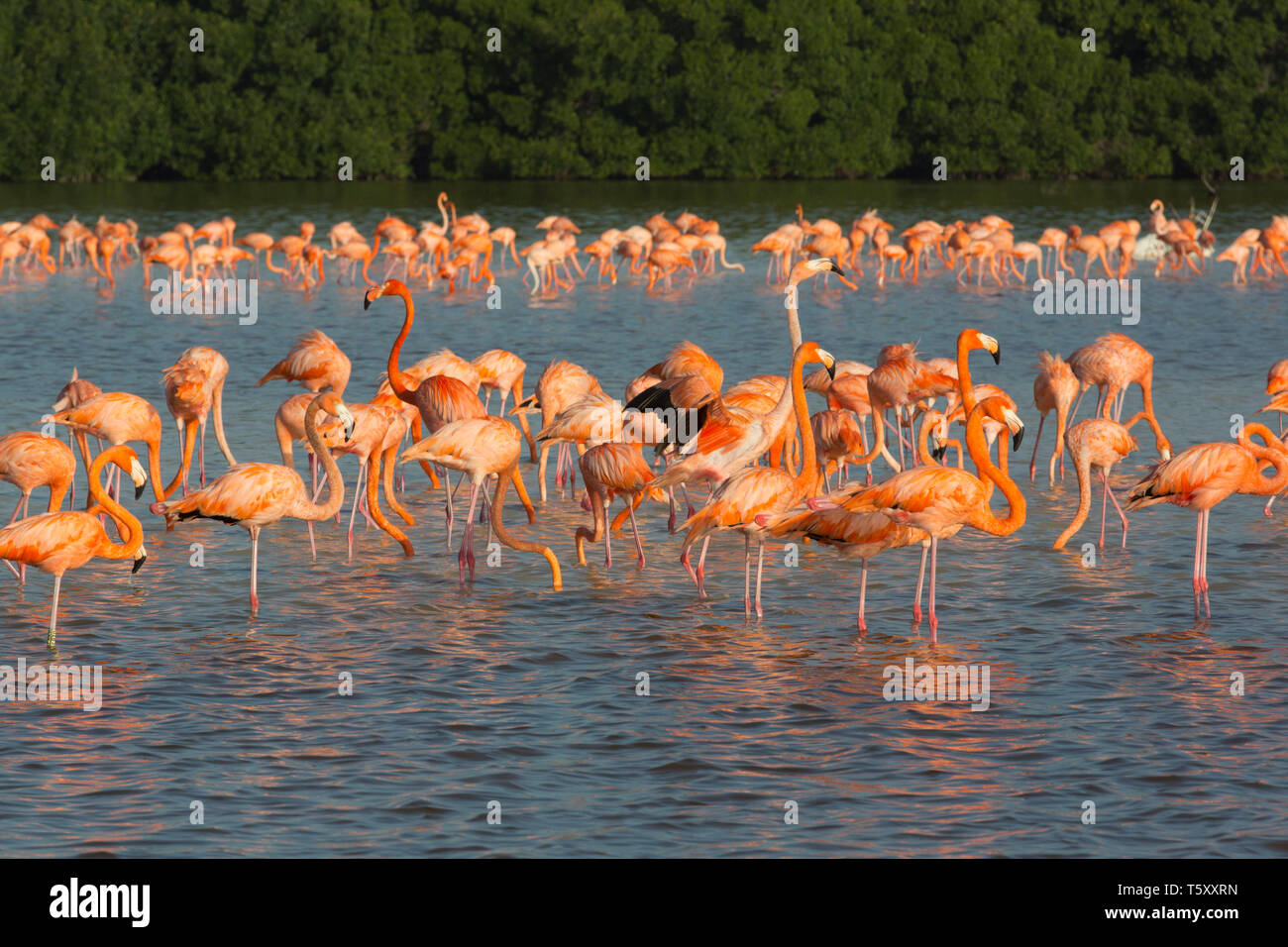 Amerikanische Flamingos (Phoenicopterus Ruber), Celestun Biosphärenreservat, Celestun, Yucatan, Mexiko Stockfoto