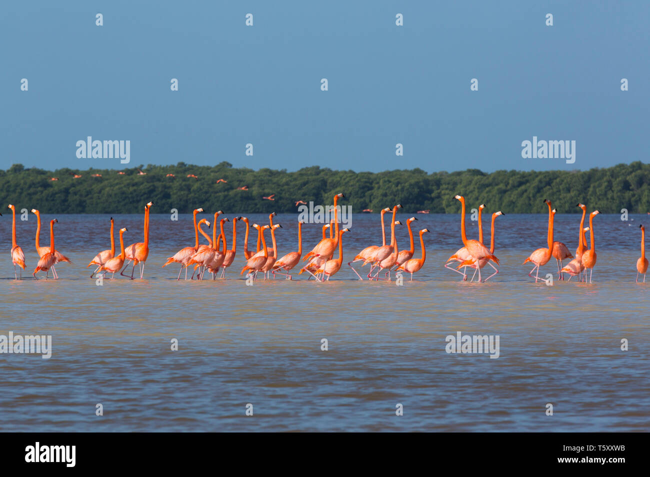 Amerikanische Flamingos (Phoenicopterus Ruber), Celestun Biosphärenreservat, Celestun, Yucatan, Mexiko Stockfoto