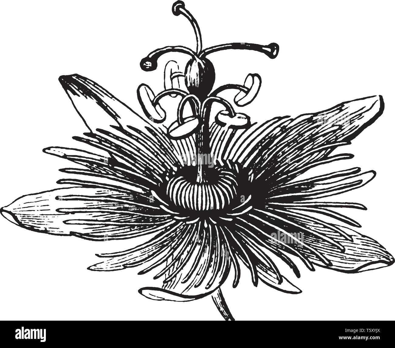 Ein Bild zeigt Blume. Dies ist die Leidenschaft - Blume, allgemein bekannt als Passiflora. Es gehört zu Passifloraceae Familie. Diese Blumen haben einzigartige Stock Vektor