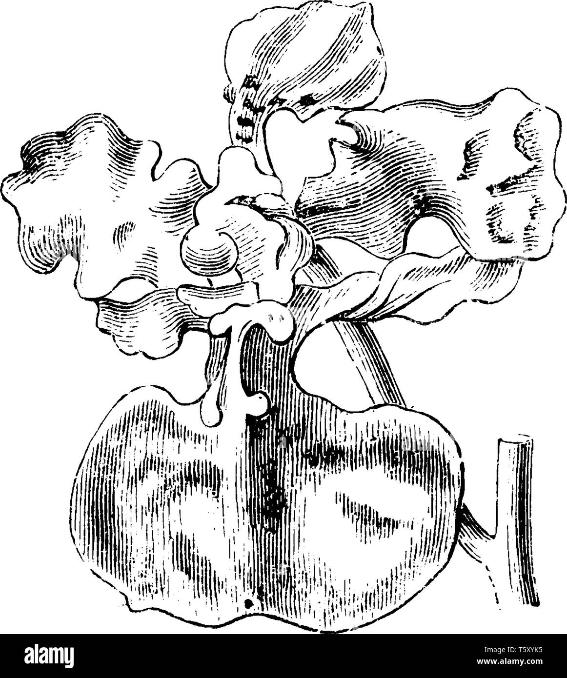 Oncidium luridum Blumen sind in der Regel ein stumpfes Gelb oder Oliv Farbe Splotched mit braunen, vintage Strichzeichnung oder Gravur Abbildung. Stock Vektor