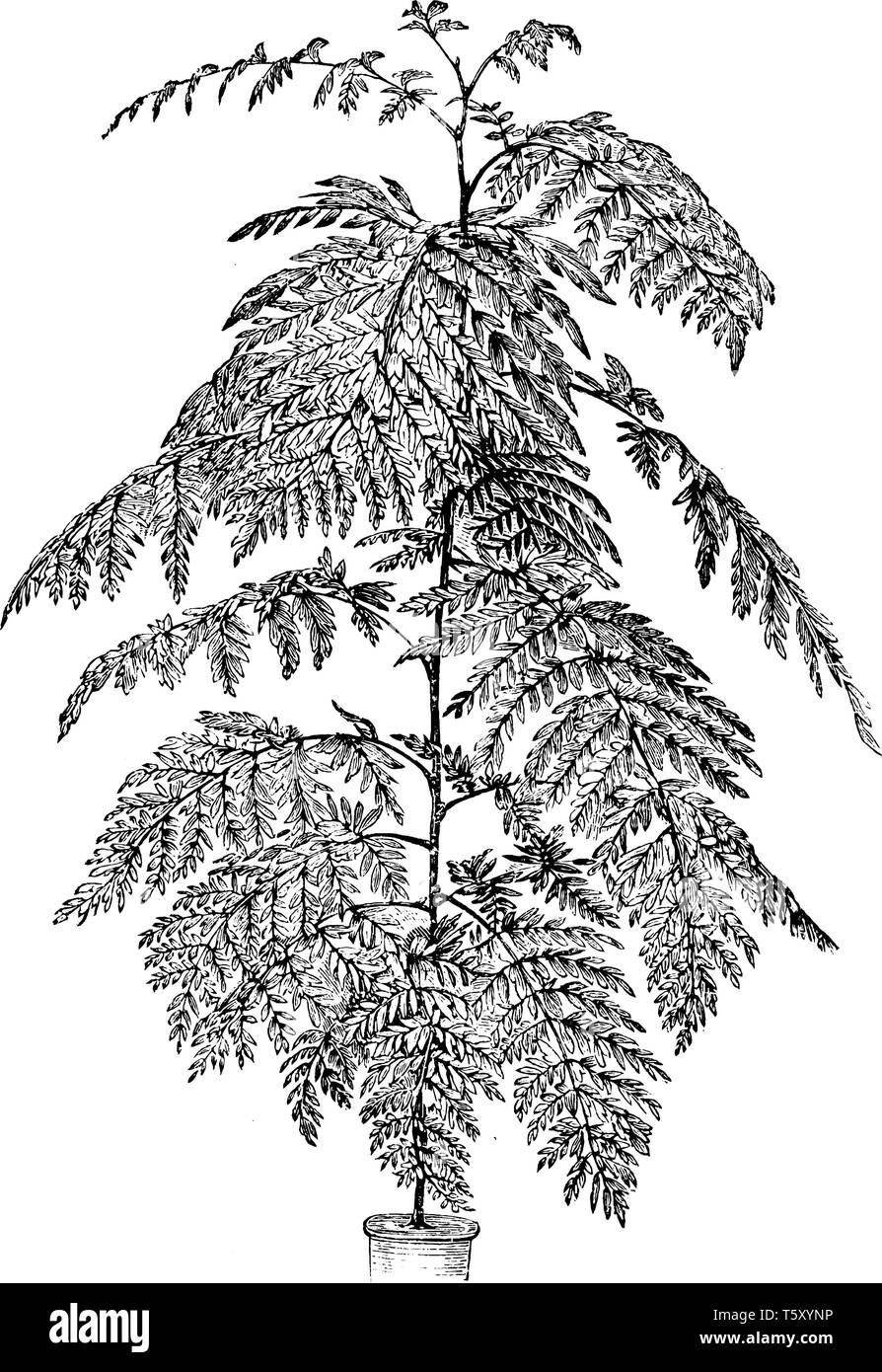 Grevillea robusta ist ein schnell wachsender immergrüner Baum und