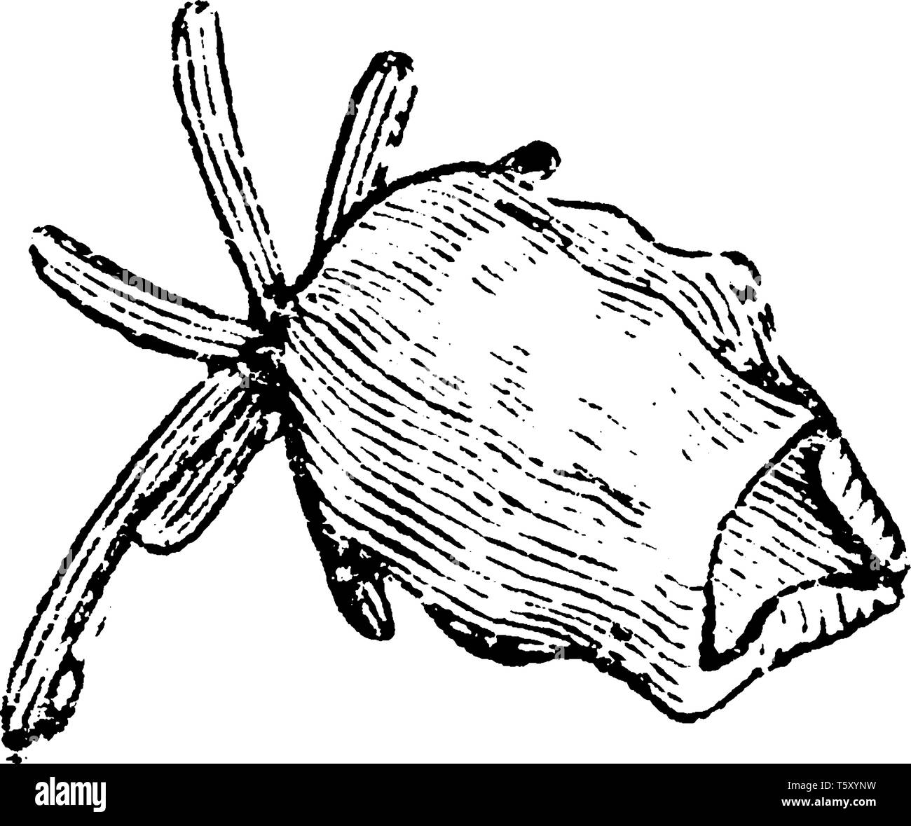 Wie die Pflanzen nicht gut VERPFLANZEN, die Blume Saatgut sollte heraus gestartet werden. Auf eine lange Vegetationsperiode erstellen, Micro-hybrid Samen gesät werden kann während des Th Stock Vektor