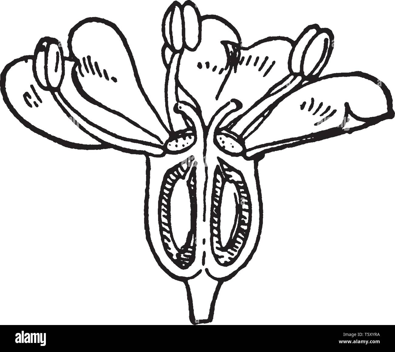 Dies ist die Hälfte der Fool's Petersilie. Staubblätter sind die Pollen produzierenden Teil der Blüte, vintage Strichzeichnung oder Gravur Abbildung. Stock Vektor