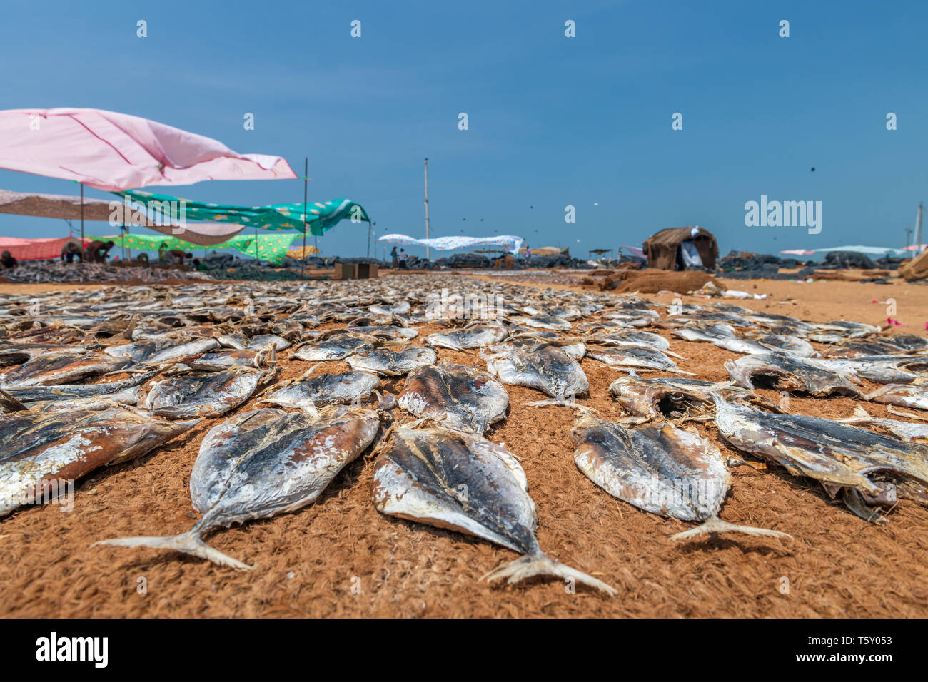 In der Hitze des Nachmittags Frauen getrockneten Fisch, der für den Markt am Strand von Negombo vorbereiten im Westen Sri Lankas. Arbeiten bei Temperaturen im hohen Thi Stockfoto