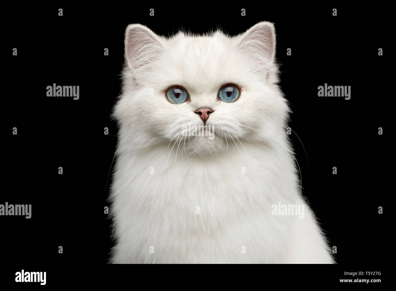 Porträt Der Britischen Weiße Katze Mit Blauen Augen Blick