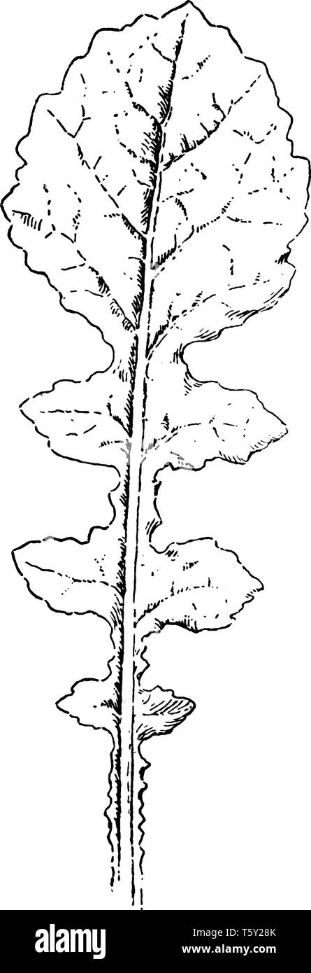 Ein Bild von Lyrate Blatt. Die Leaf-Margin ist Gelappt und glatt, vintage Strichzeichnung oder Gravur Abbildung. Stock Vektor