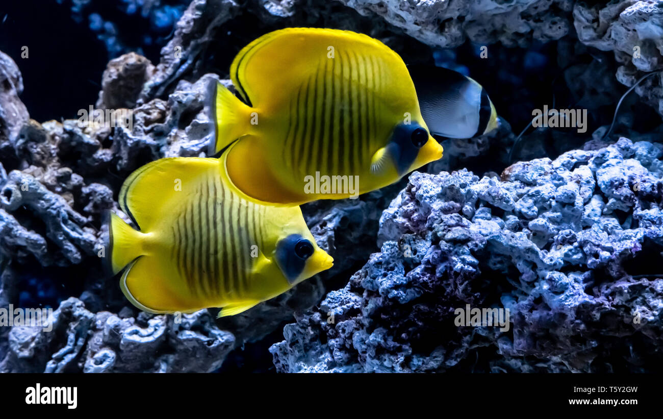 Leuchtend gelbe Fisch unter Wasser auf Hintergrund der Korallenriffe im Roten Meer. Gelbe Tang Zebrasoma flavescens. Stockfoto