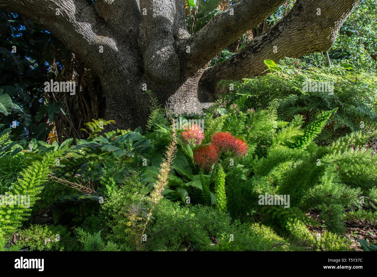 Alter Baum, Farne und Feuerball Lily (Scadoxus oder Multiflorus), Kirtenbosch Gardens, Cape Peninsula, Südafrika, 2018 Stockfoto