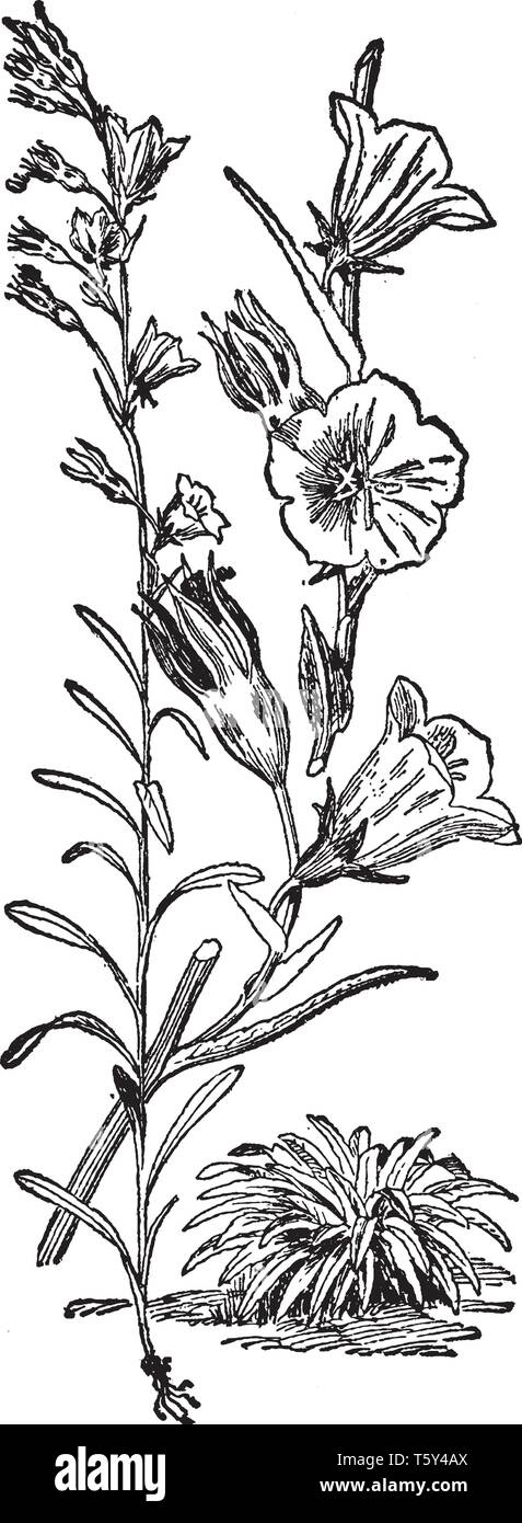 Das ist ein Bild von Campanula Persicifolia. Es hat glockenförmige Lavendel zu weißen Blüten. Die Blätter sind schmal und helles Grün, vintage Line drawin Stock Vektor