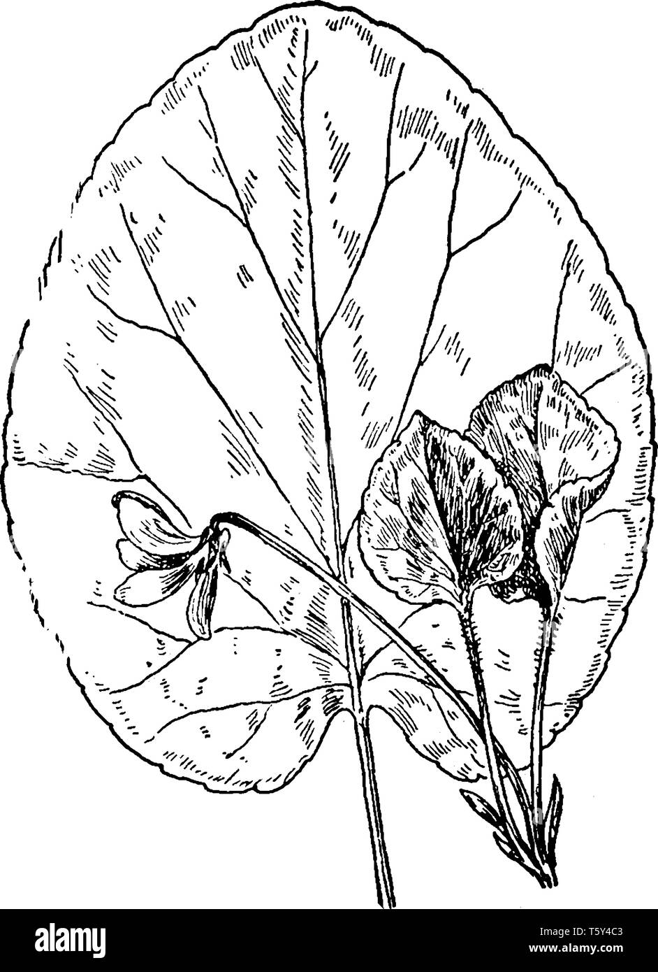 Round-Leaved Veilchen (Viola rotundifolia) ist ein Gelb Violett Blume, die nur 5 Meter hoch wächst. Es hat große, glänzende Blätter und Blüten in Gelb sind Stock Vektor