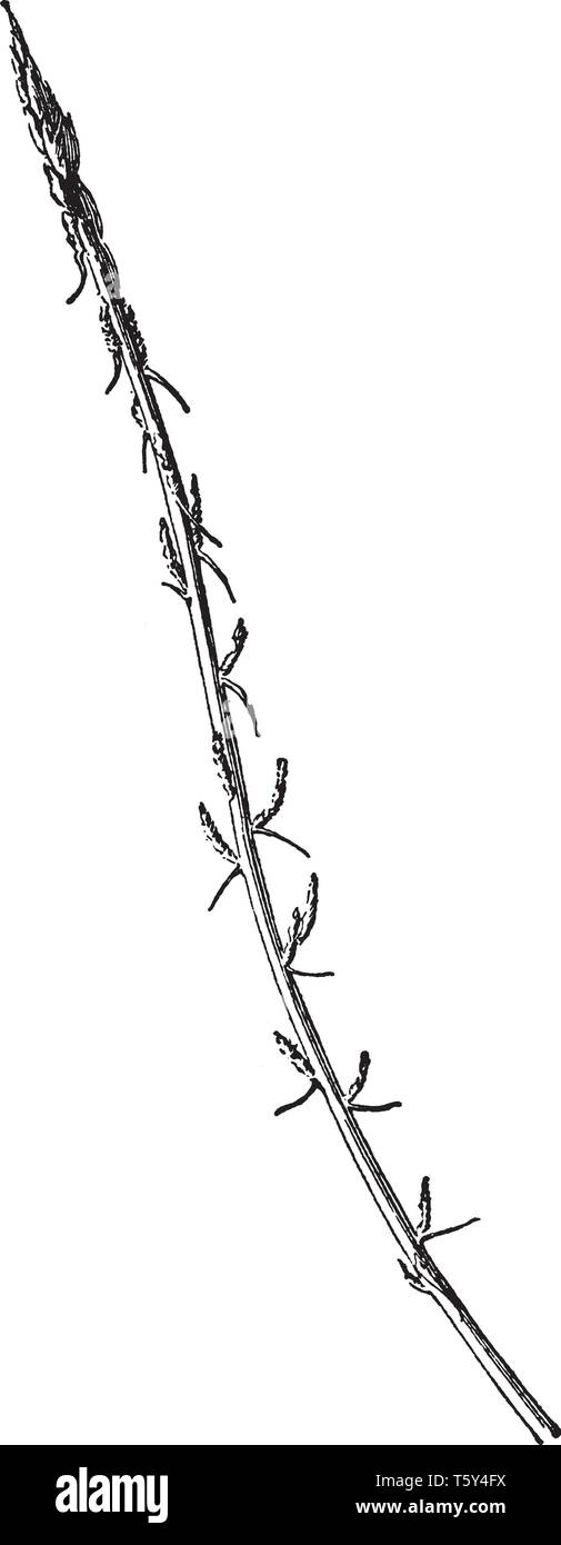 Ein Bild von Schießen von Asparagus Sprengeri, ist kein echter Farn, sondern ein Mitglied der Liliefamilie, vintage Strichzeichnung oder Gravur Abbildung. Stock Vektor
