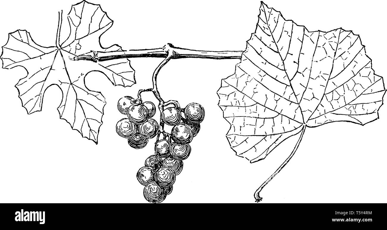 Ein Bild von Vitis Candicans blühende Pflanze, die in der nördlichen Hemisphäre, vintage Strichzeichnung oder Gravur Abbildung. Stock Vektor