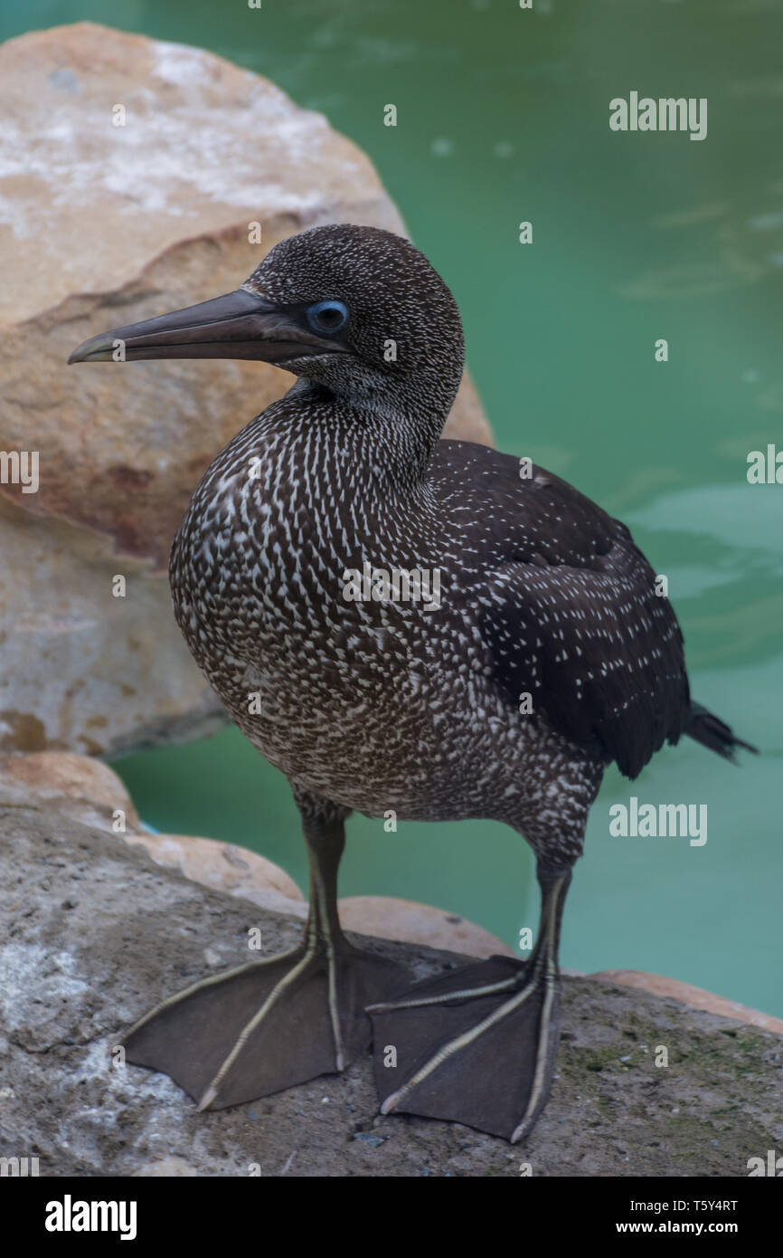 Junge Kaptölpel (Morus capensis), tenikwa Wildlife Rehabilitation Centre, Plettenberg Bay, Südafrika. Stockfoto