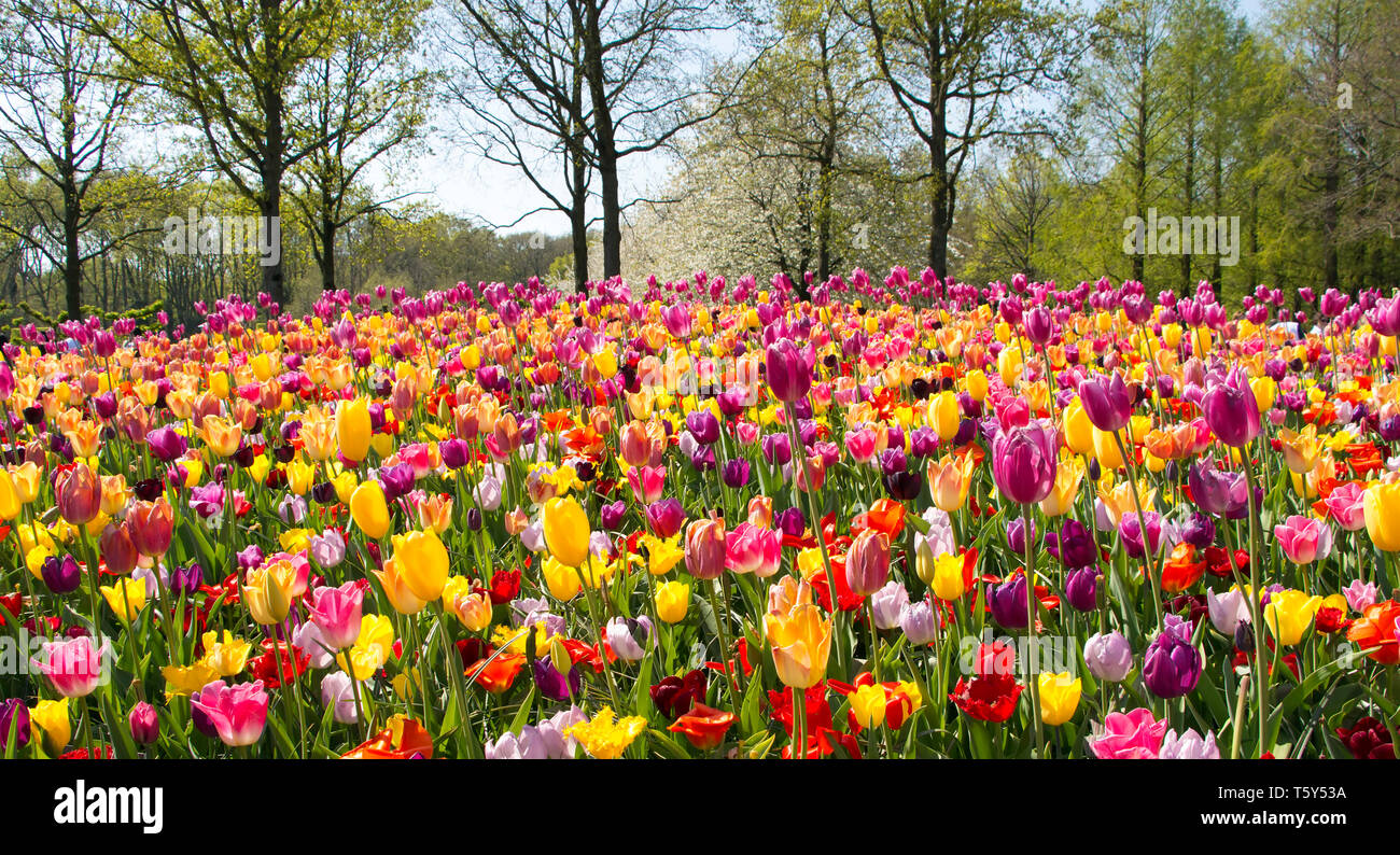 Keukenhof Holland ist das internationale und unabhängige Plattform für die niederländische Zierpflanzenbau, mit einem besonderen Schwerpunkt auf Blumenzwiebeln. Stockfoto