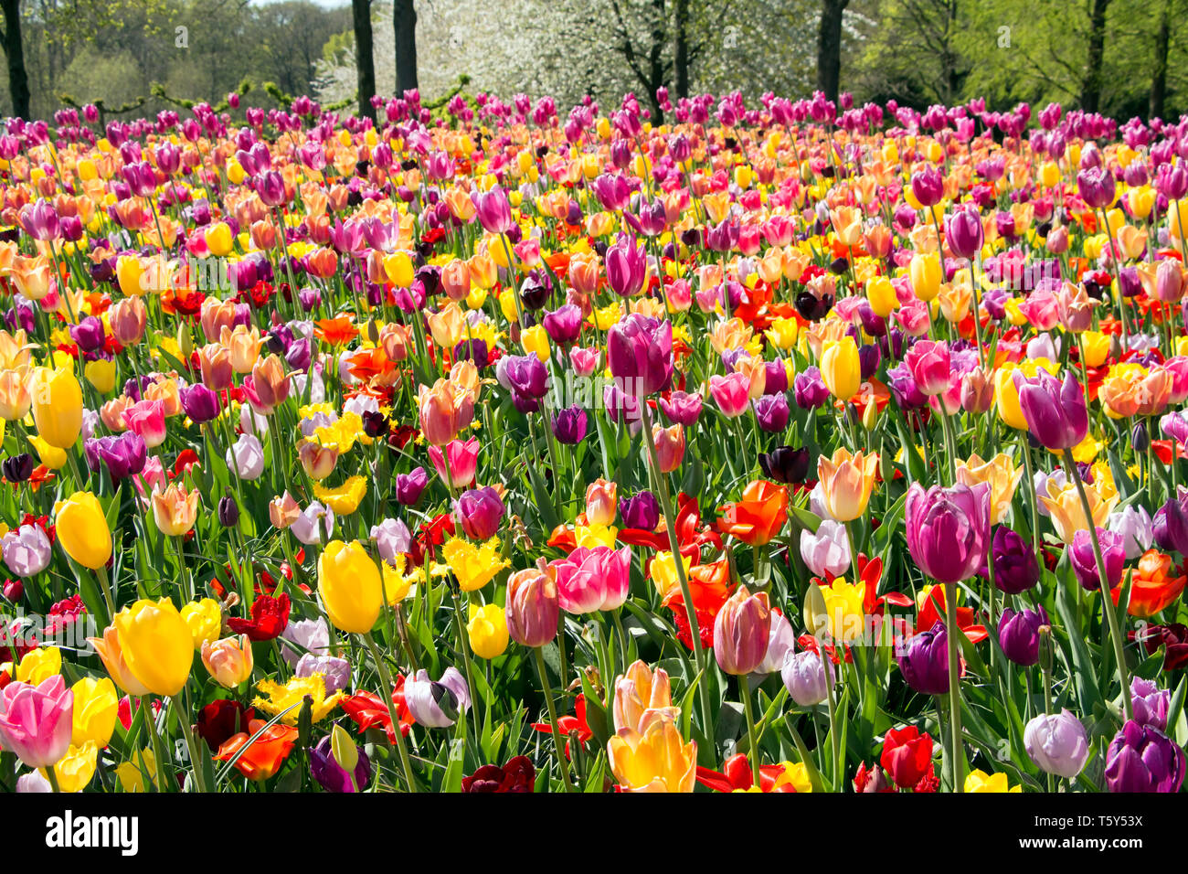 Keukenhof Holland ist das internationale und unabhängige Plattform für die niederländische Zierpflanzenbau, mit einem besonderen Schwerpunkt auf Blumenzwiebeln. Stockfoto