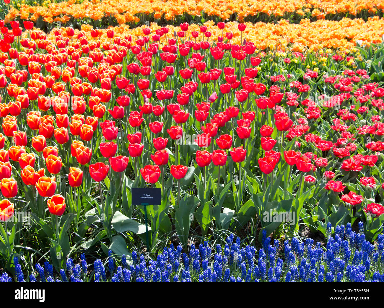 Keukenhof Holland ist das internationale und unabhängige Plattform für die niederländische Zierpflanzenbau, mit einem besonderen Schwerpunkt auf Blumenzwiebeln. Stockfoto