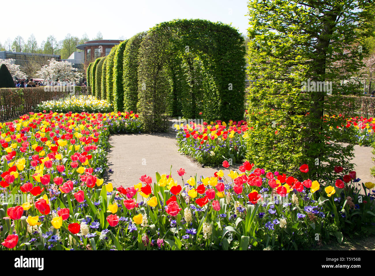 Keukenhof Holland ist das internationale und unabhängige Plattform für die niederländische Zierpflanzenbau, mit einem besonderen Schwerpunkt auf Blumenzwiebeln. Stockfoto