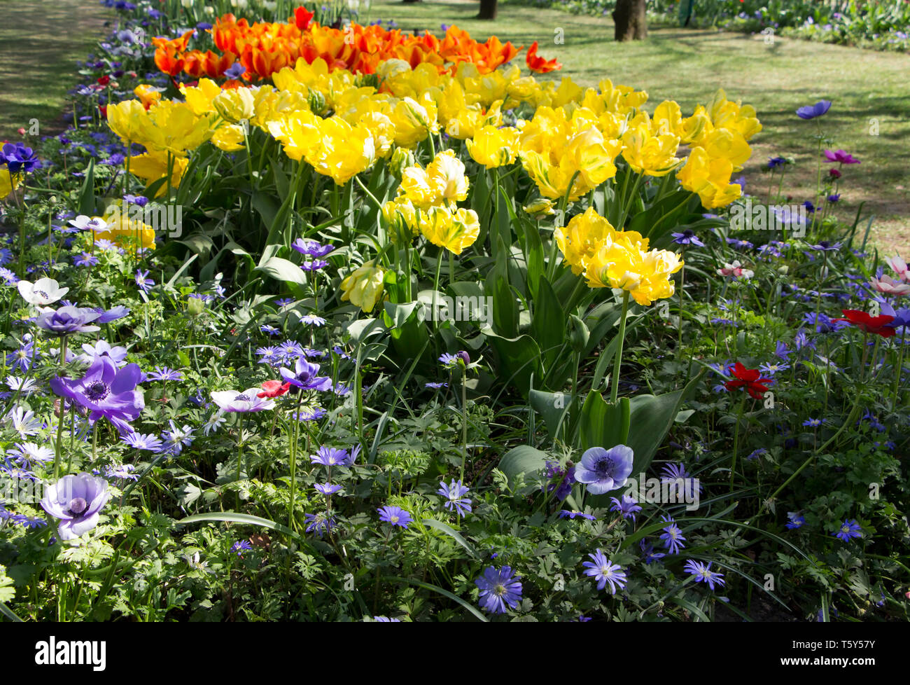 Keukenhof Holland ist das internationale und unabhängige Plattform für die niederländische Zierpflanzenbau, mit einem besonderen Schwerpunkt auf Blumenzwiebeln. Stockfoto