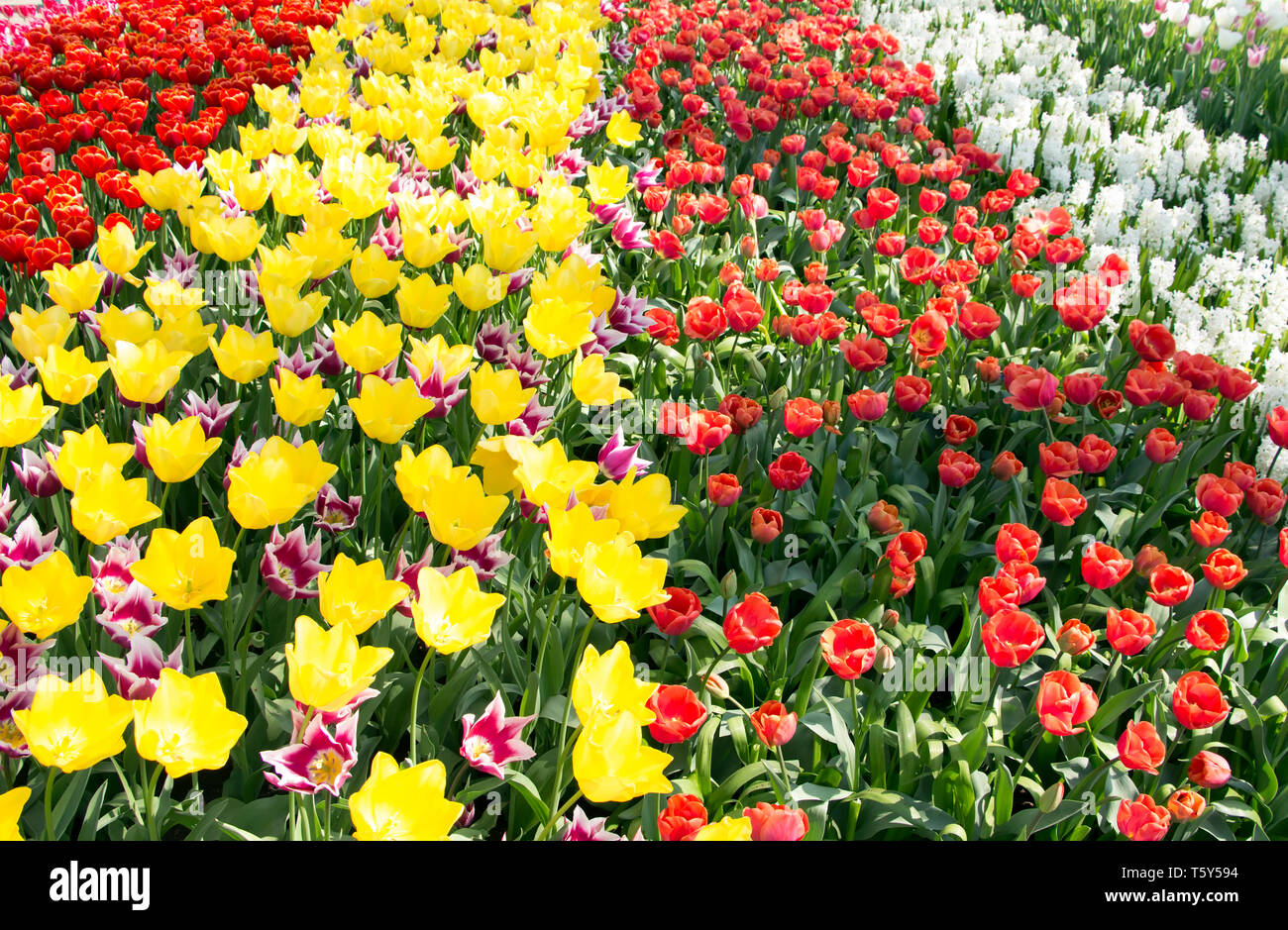 Keukenhof Holland ist das internationale und unabhängige Plattform für die niederländische Zierpflanzenbau, mit einem besonderen Schwerpunkt auf Blumenzwiebeln. Stockfoto