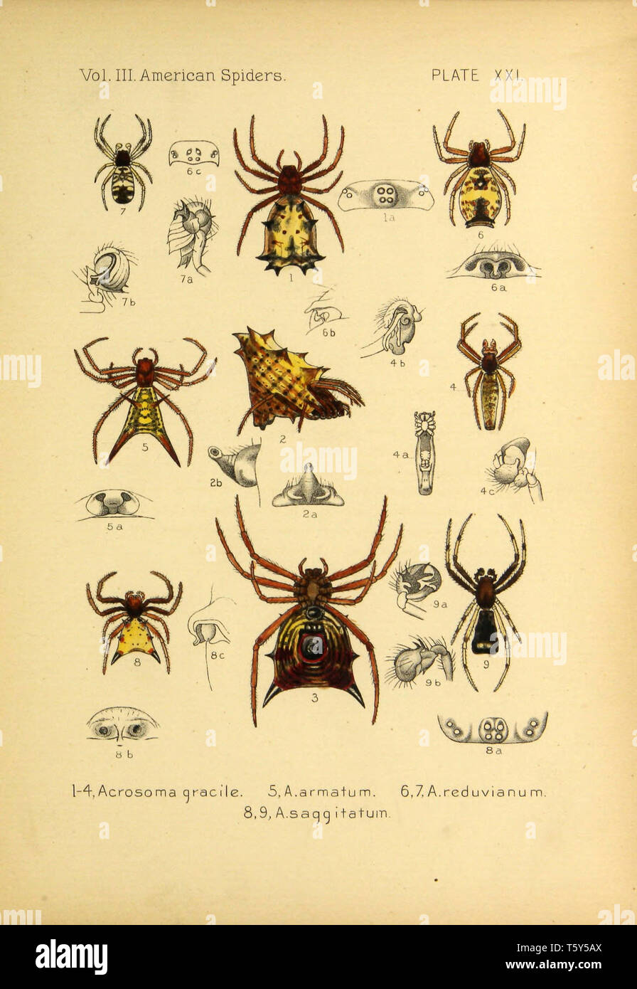 Schöne vintage handgezeichnete Illustrationen von exotische Spinnen aus dem alten Buch. Es kann als Poster oder dekoratives Element für den Innenausbau verwendet werden. Stockfoto