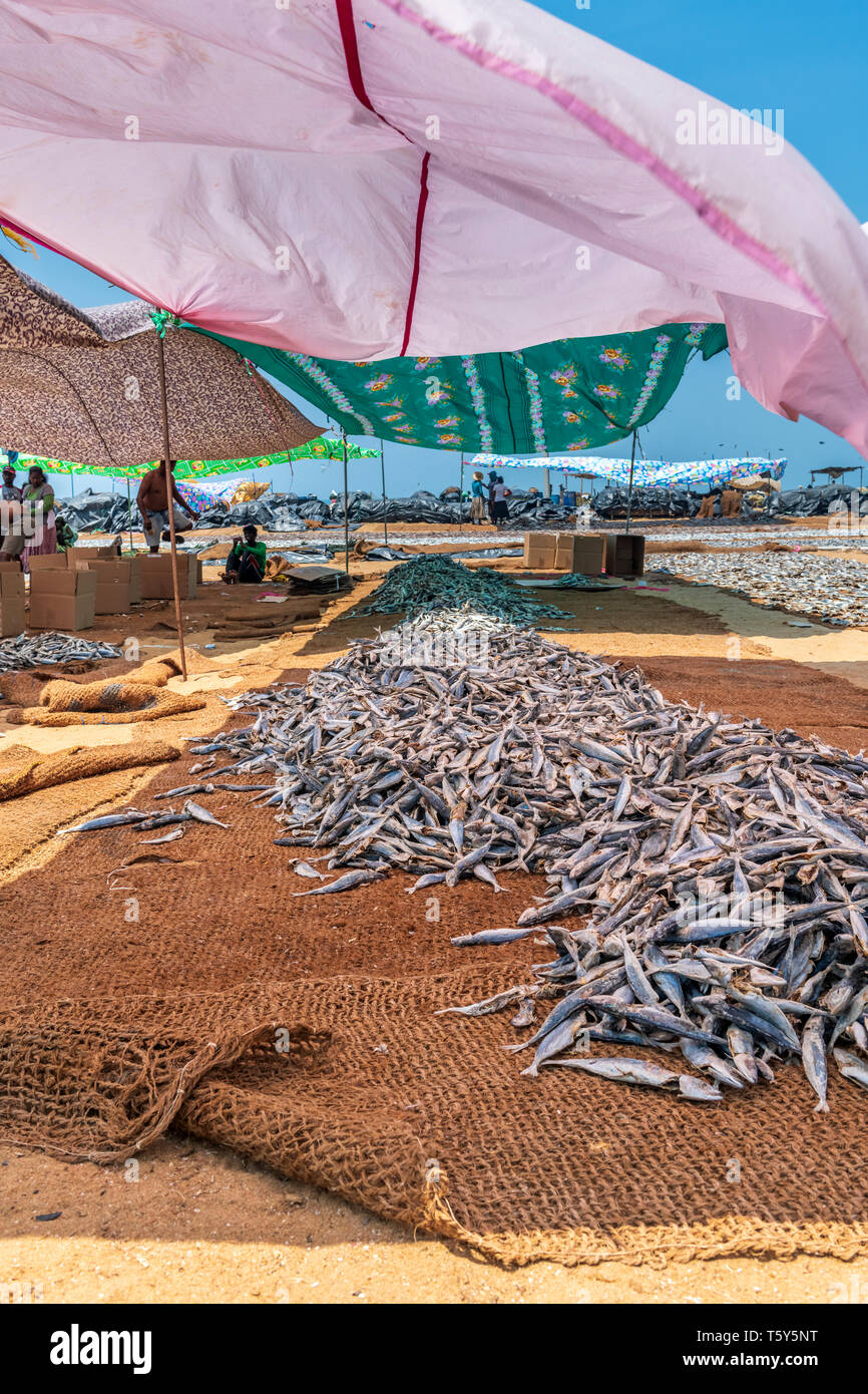 In der Hitze des Nachmittags Männer und Frauen getrockneten Fisch, der für den Markt am Strand von Negombo vorbereiten im Westen Sri Lankas. Arbeiten bei Temperaturen in der Stockfoto