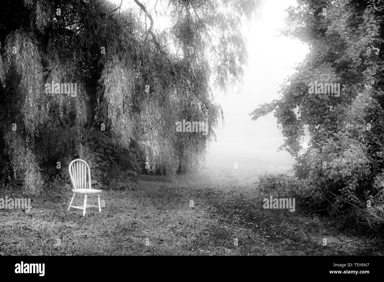Weißer Stuhl im Feld mit Bäumen im Sommer Stockfoto