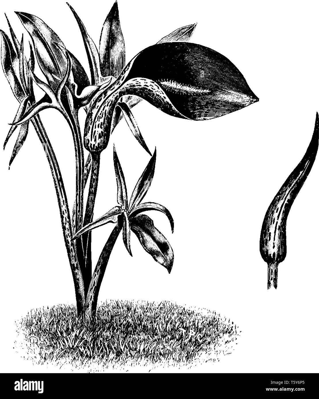 Es ist ein dunkles und lila Farbe braun. Es ist eine Zierpflanze native auf dem nordwestlichen Mittelmeerraum, vintage Strichzeichnung oder Gravur illus Stock Vektor