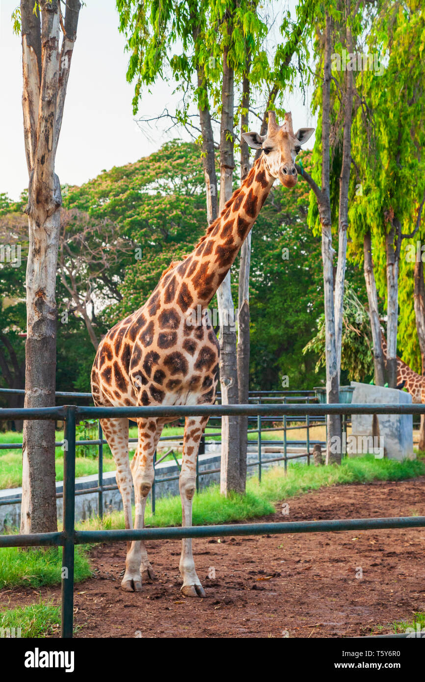 MYSORE, INDIEN - MÄRZ 24, 2012: Giraffe in der Mysore Zoo Stockfoto