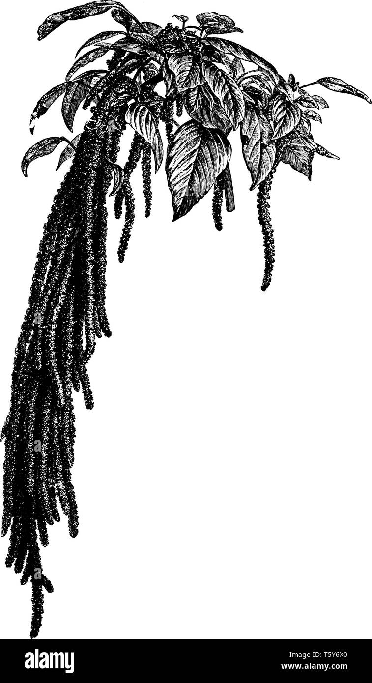 Bild zeigt Amaranthus Caudatus Pflanzen. Flower ist ein dunkles rosa Farbe, die hängenden Spitzen hängt. Viele Teile sind essbar und werden häufig als so verwendet Stock Vektor