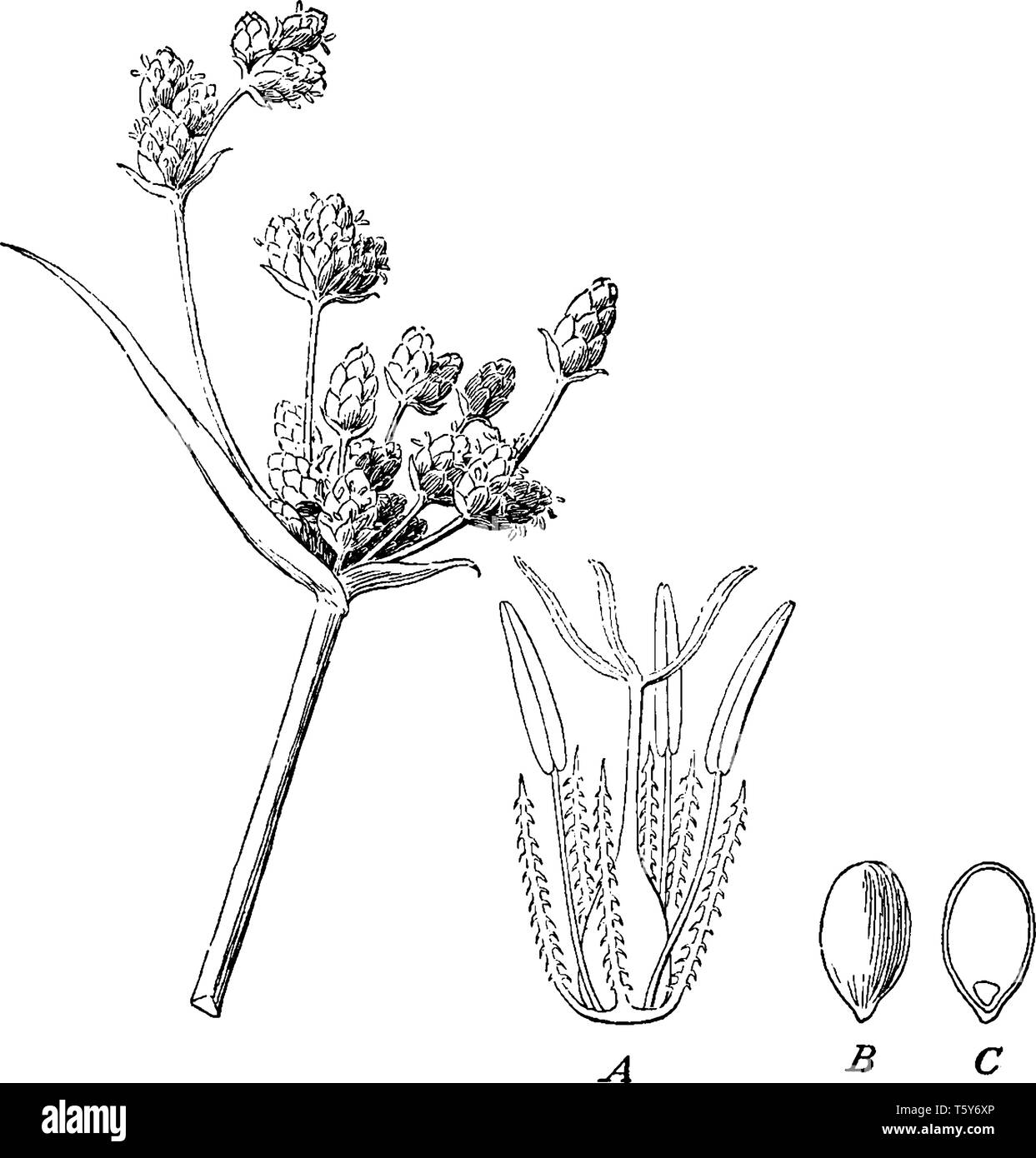 Während Seggen gefunden Mai wächst in fast allen Umgebungen werden, viele sind mit Feuchtgebieten, oder mit schlechten Böden der Stiel ist dick und lang, vinta verbunden Stock Vektor