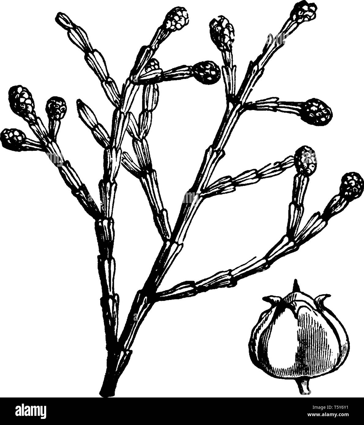 Sandarac Baum ist ein immergrüner Baum (Callitris Tetraclinus synonym Articulata Articulata) des nördlichen Afrika, die Waage hat wie Blätter und Renditen eine a Stock Vektor