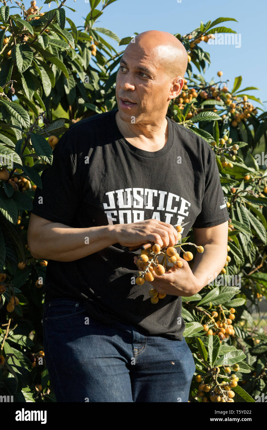 Demokratische Präsidentschaftskandidaten Senator Cory Booker ernten Loquat Frucht von einem Baum an Frische Zukunft Farm April 27, 2019 in Charleston, South Carolina. Booker verbrachte seinen 50. Geburtstag zu helfen, an der städtischen Bauernhof als Teil seiner Gerechtigkeit für alle Tour. Stockfoto