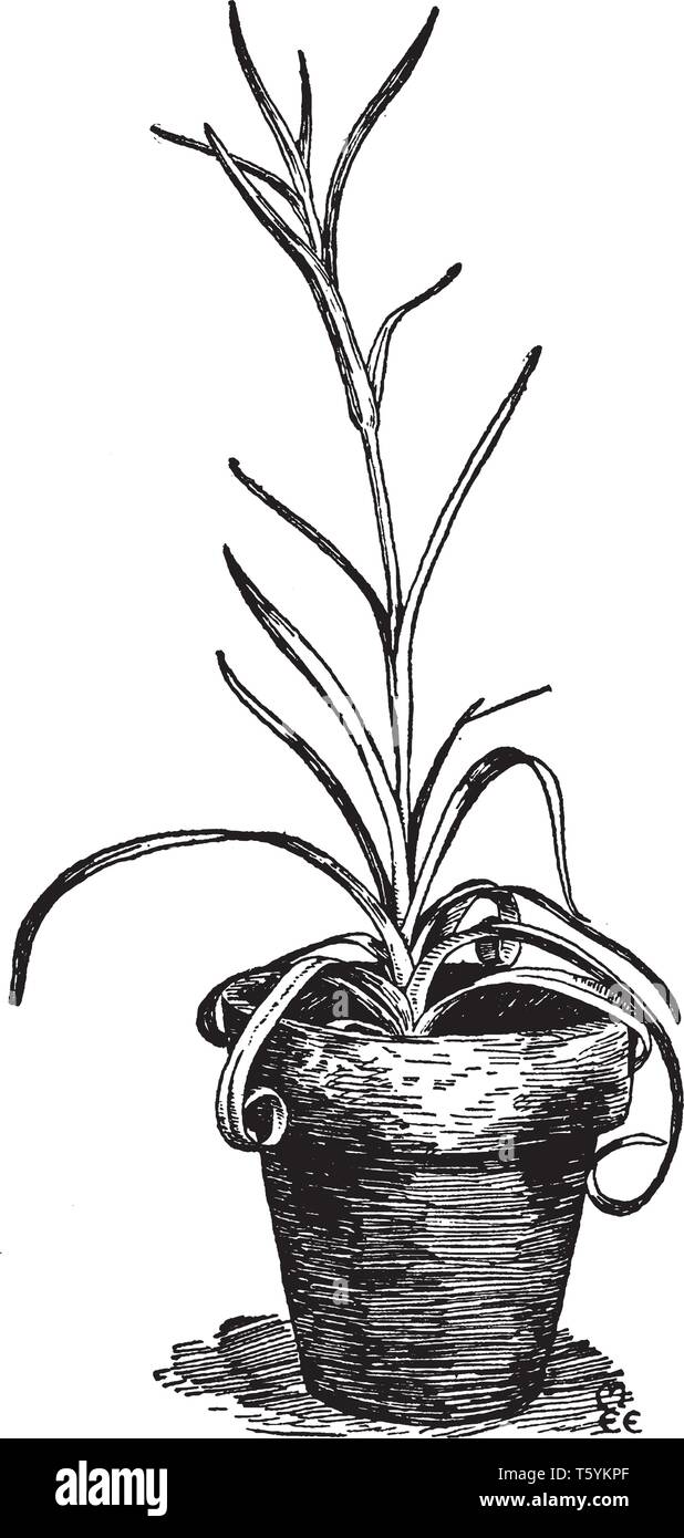 Dies ist ein Bild von Carnation Anlage. Es ist einfach in den Topf zu wachsen, vintage Strichzeichnung oder Gravur Abbildung. Stock Vektor