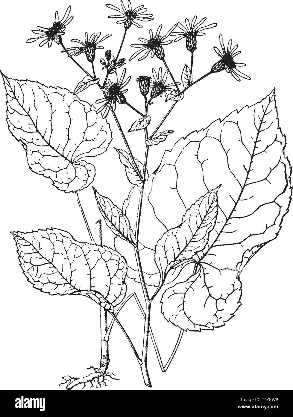 Aster macrophyllus Blätter sind wie Herz formen und Blume separat wachsen auf Anlage top, vintage Strichzeichnung oder Gravur Abbildung. Stock Vektor