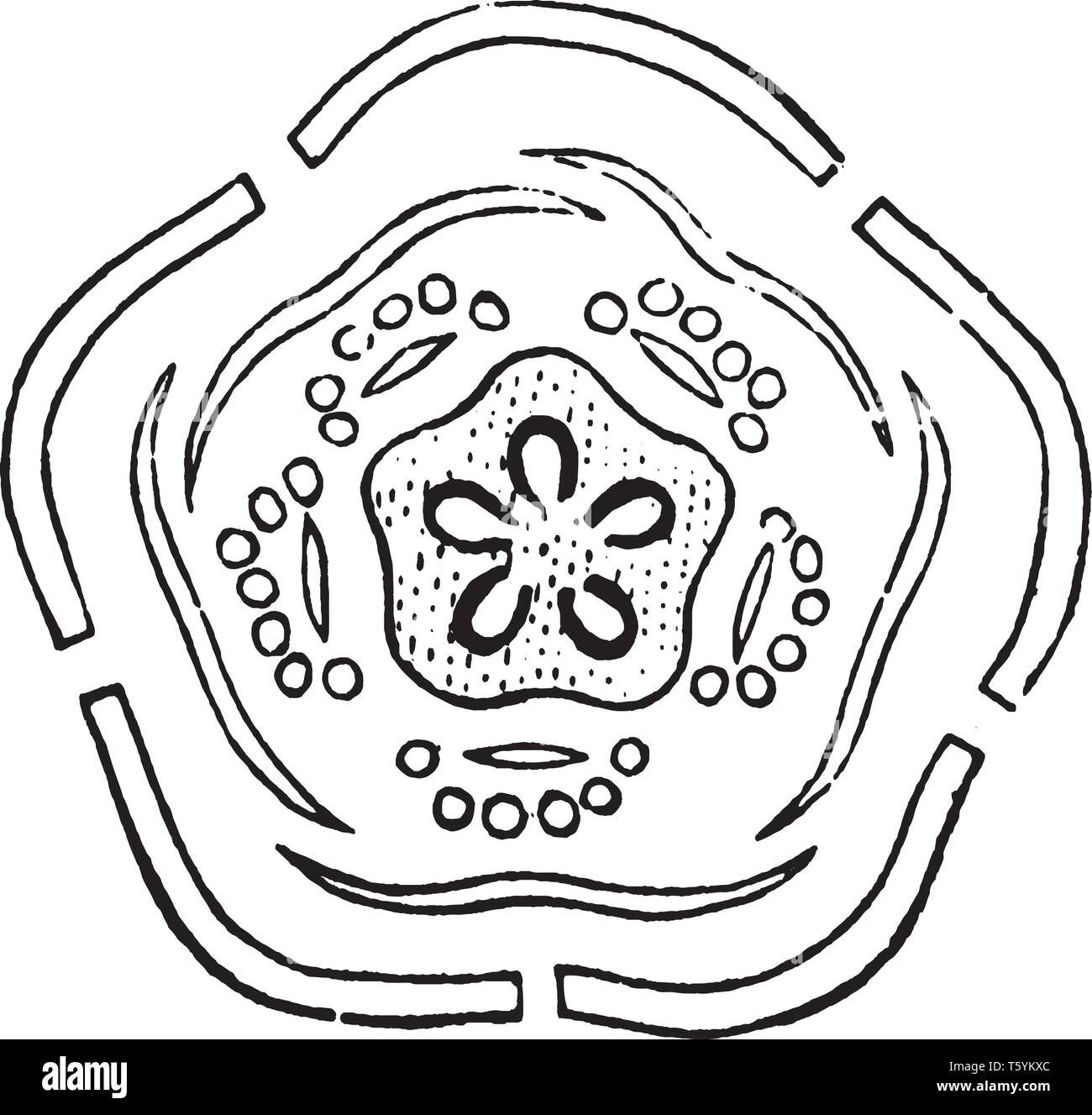 Dieses Bild zeigt einen Querschnitt einer Knospe, vintage Strichzeichnung oder Gravur Abbildung. Stock Vektor