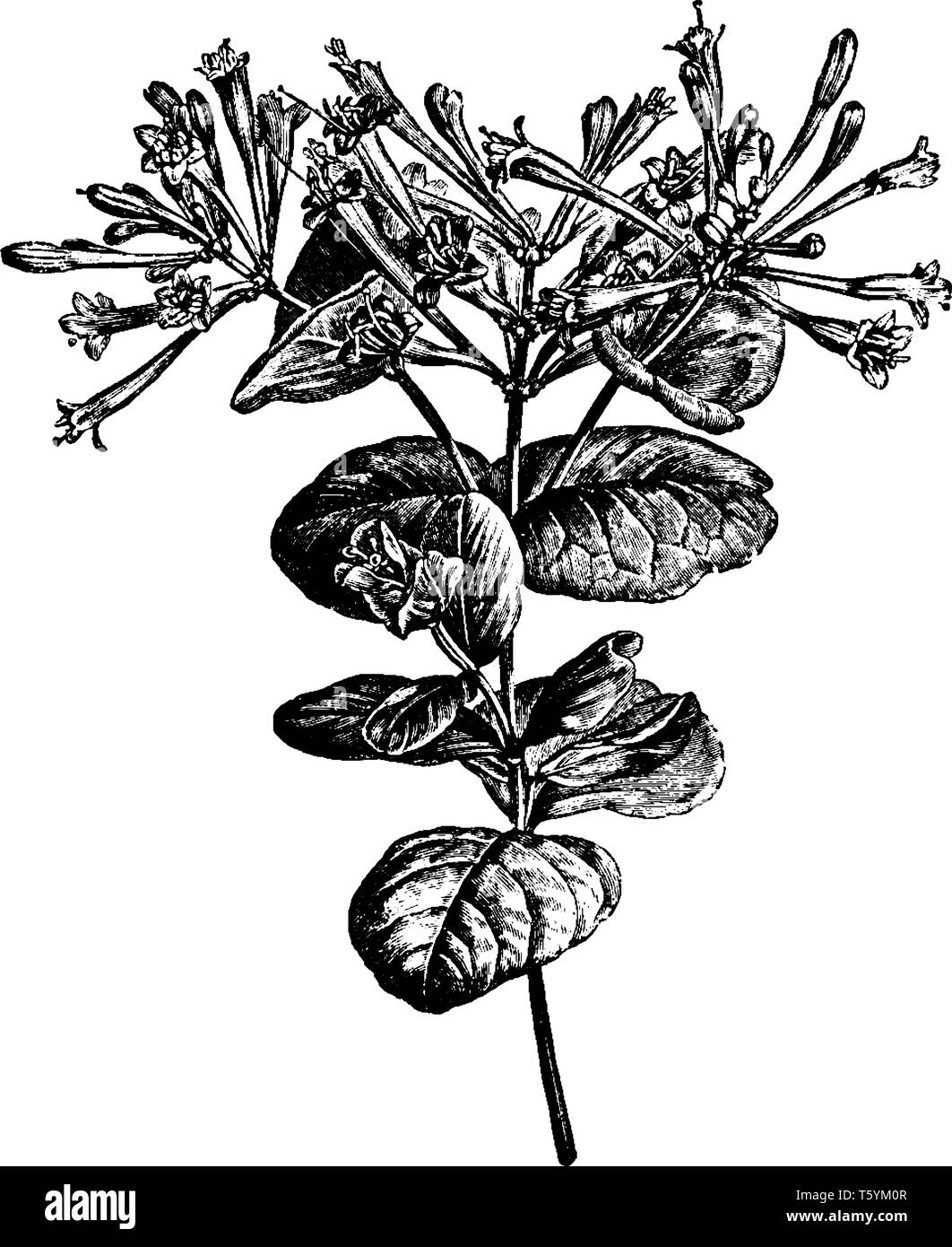 Lonicera Sempervirens ist eine immergrüne Pflanze und auch Vielzahl von geißblatt. Es verfügt über ein helles Rot bis rosa-roten Blüten, vintage Strichzeichnung oder engravin Stock Vektor