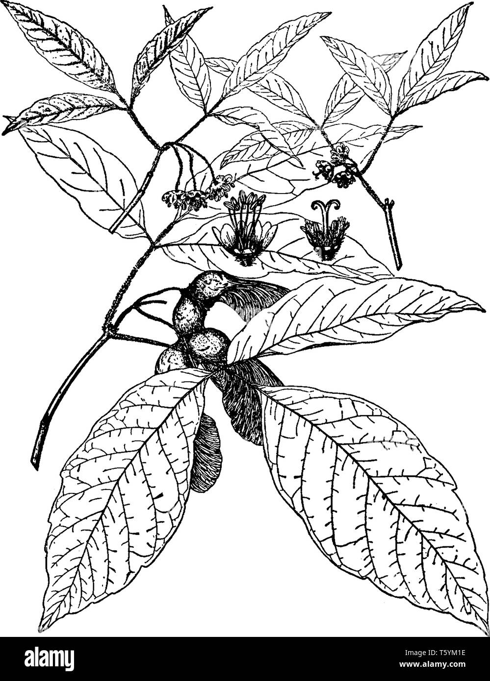 Dieser Zweig der Acer Nikoense, in Blättern, Samen und Blüten. Es wächst 40 Meter hoch, vintage Strichzeichnung oder Gravur Abbildung. Stock Vektor