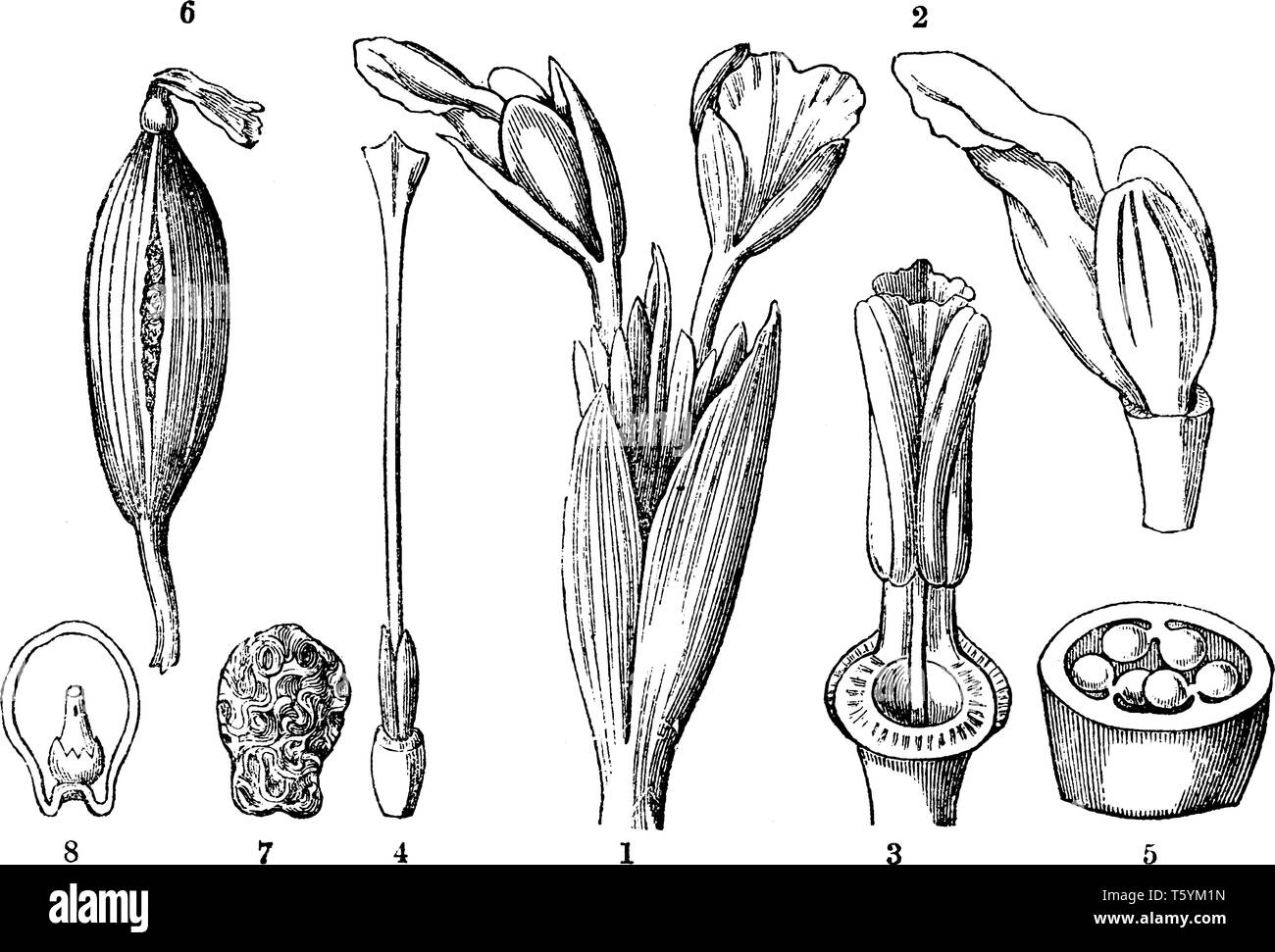 Chinesischer Ingwer ist auch Galgant, die in Teile unterteilt, wie in der Abbildung dargestellt ist, wie die Blumen der Kaempferia pandurata, der inneren Reihe der Corolla, Stil A Stock Vektor