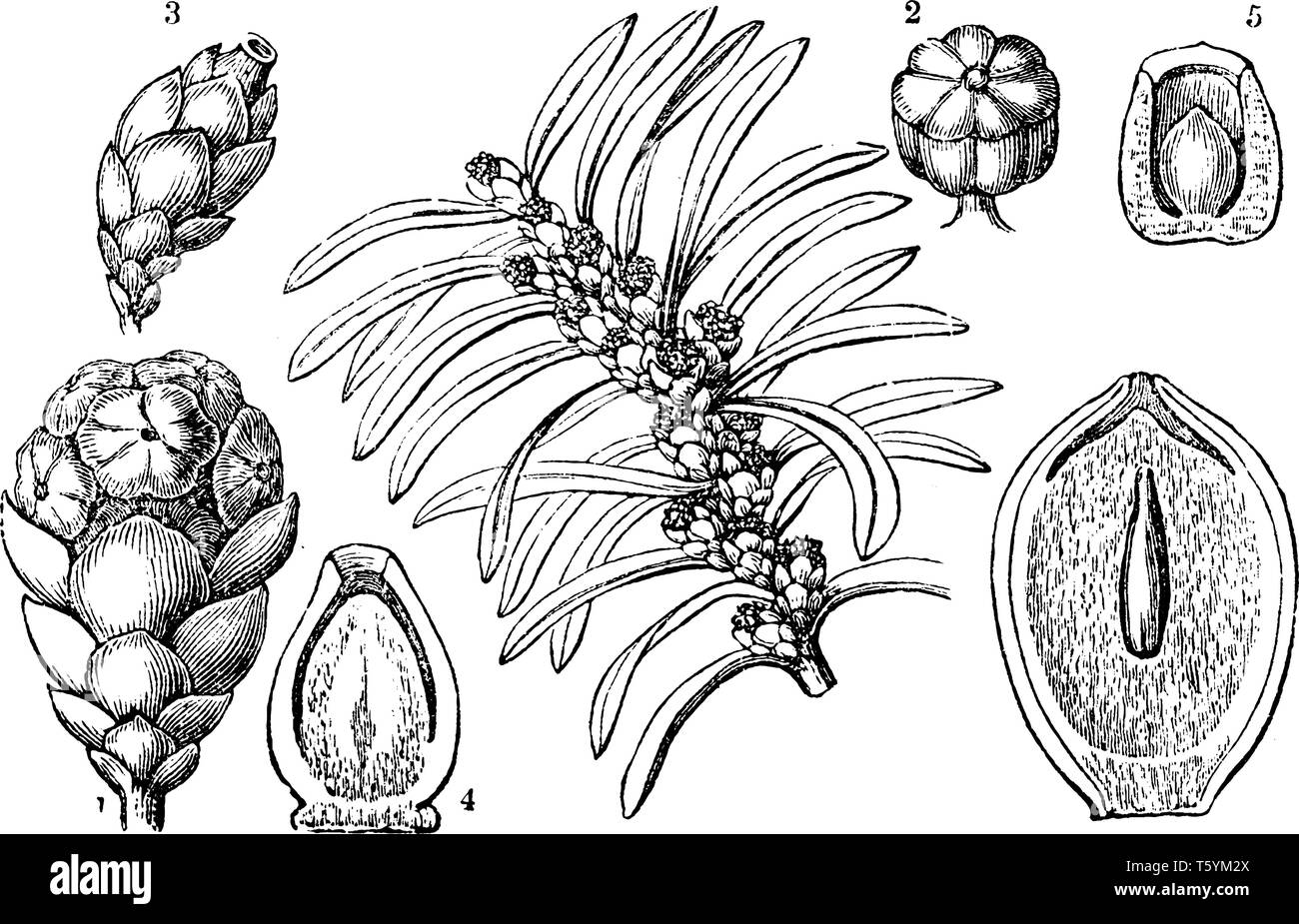 Ein Bild mit verschiedenen Teilen der Europäischen Eibe auch als Taxus Whipplei, vintage Strichzeichnung oder Gravur Abbildung bekannt. Stock Vektor