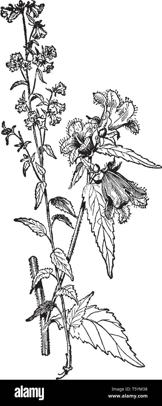 Dies ist ein Zweig der Campanula Trachelium. Es hat glockenförmigen Blüten mit fünf violette Blütenblätter. Die oberen Blätter stalkless sind, vintage Line drawi Stock Vektor