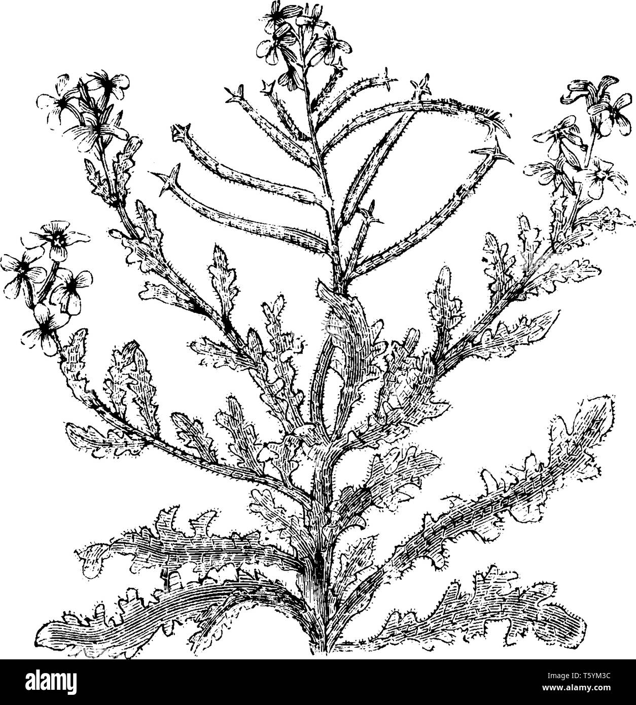 Die Blüten der mathiola tricuspidata Normalerweise blühen im Sommer. Jede Niederlassung hat vier bis fünf Blumen, vintage Strichzeichnung oder Gravur illustratio Stock Vektor