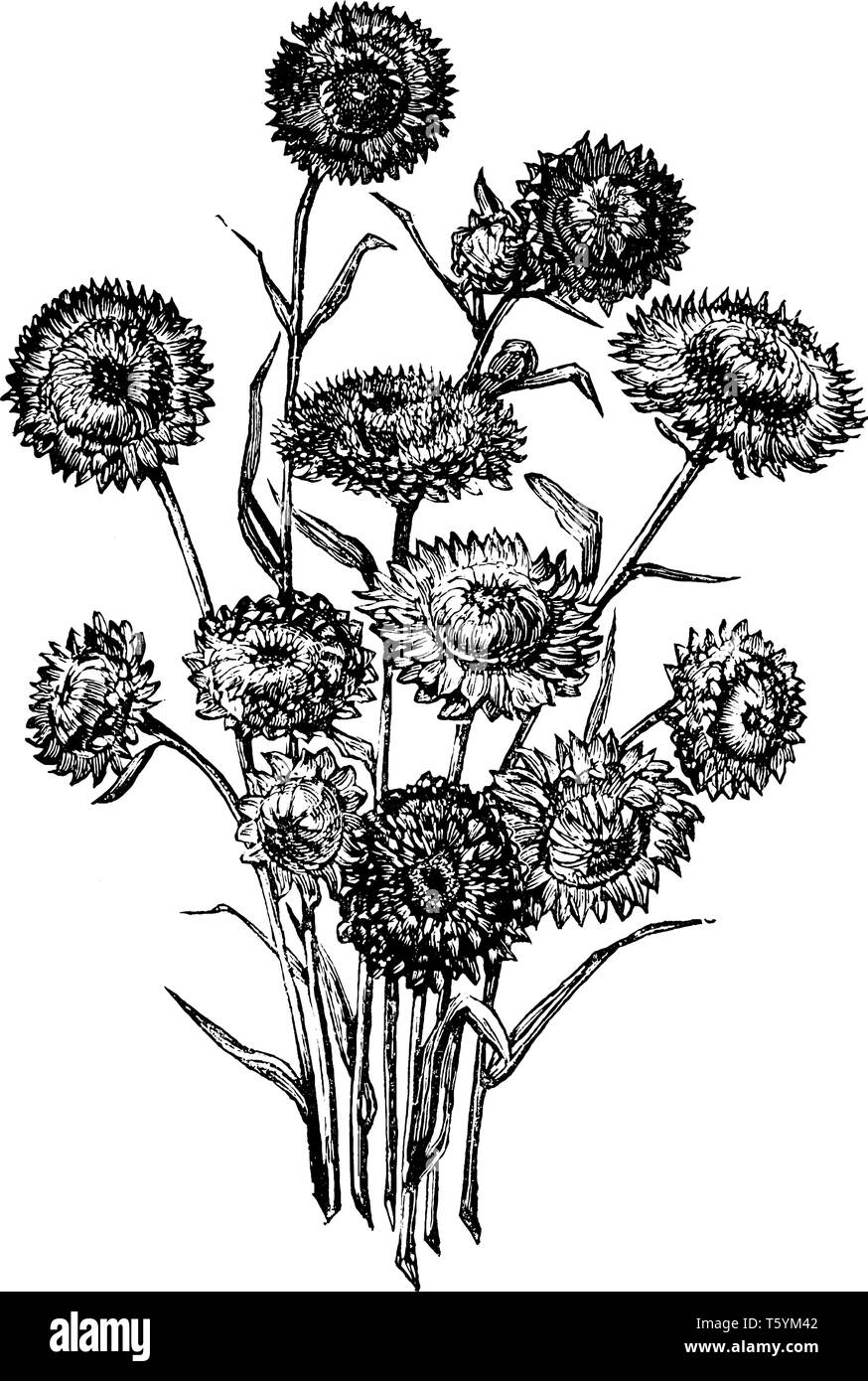 Ein Bild zeigt Bündel Helichrysums ewige Blumen. Es gehört der Familie Sonnenblumen, Asteraceae. Helichrysums sind eine Art von ewiger Flo Stock Vektor