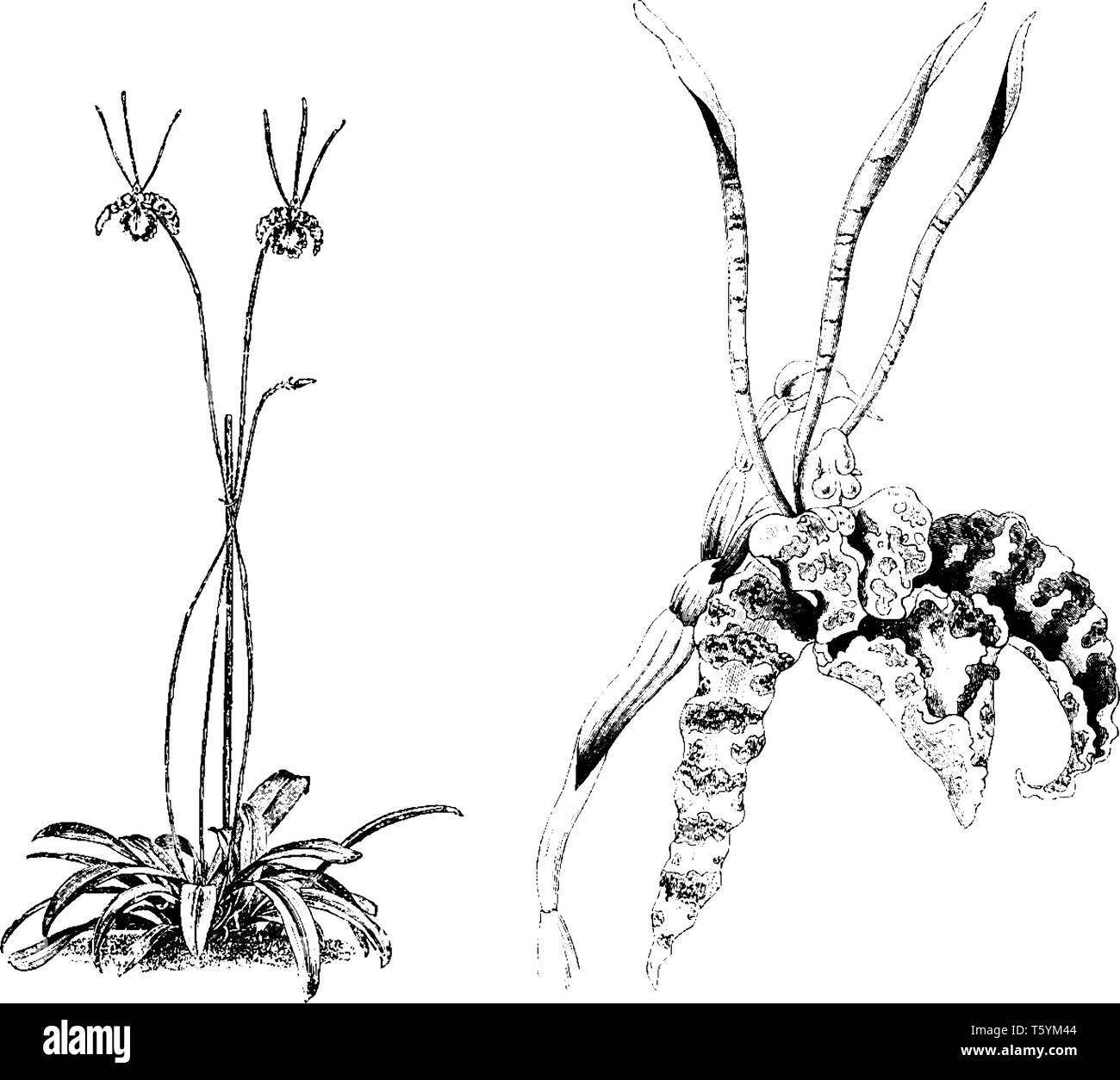 Schmetterling Pflanze ist der gemeinsame Name von oncidium Papilio. Die Blüten sind blass, Goldgelb verjähren mit Kastanienbraun. Die Blüten manchmal ähneln Stock Vektor